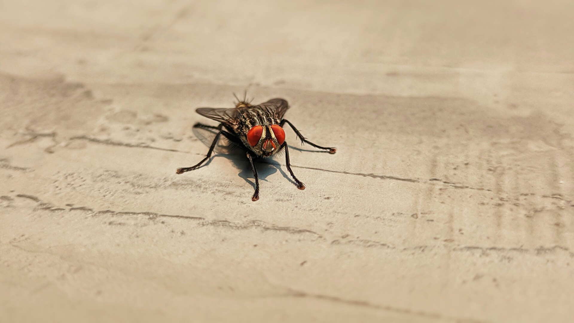 A perfectionist meets houseflies